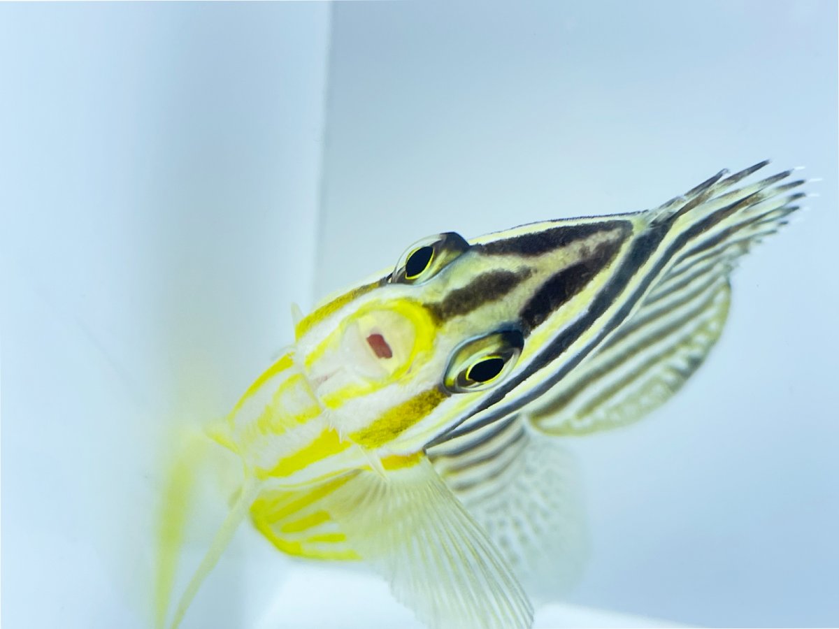 Banded Dwarf Angelfish 3.jpg