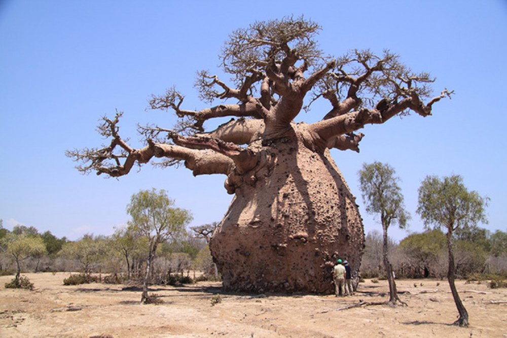 Baobab-Trees-Pictures-1.jpg