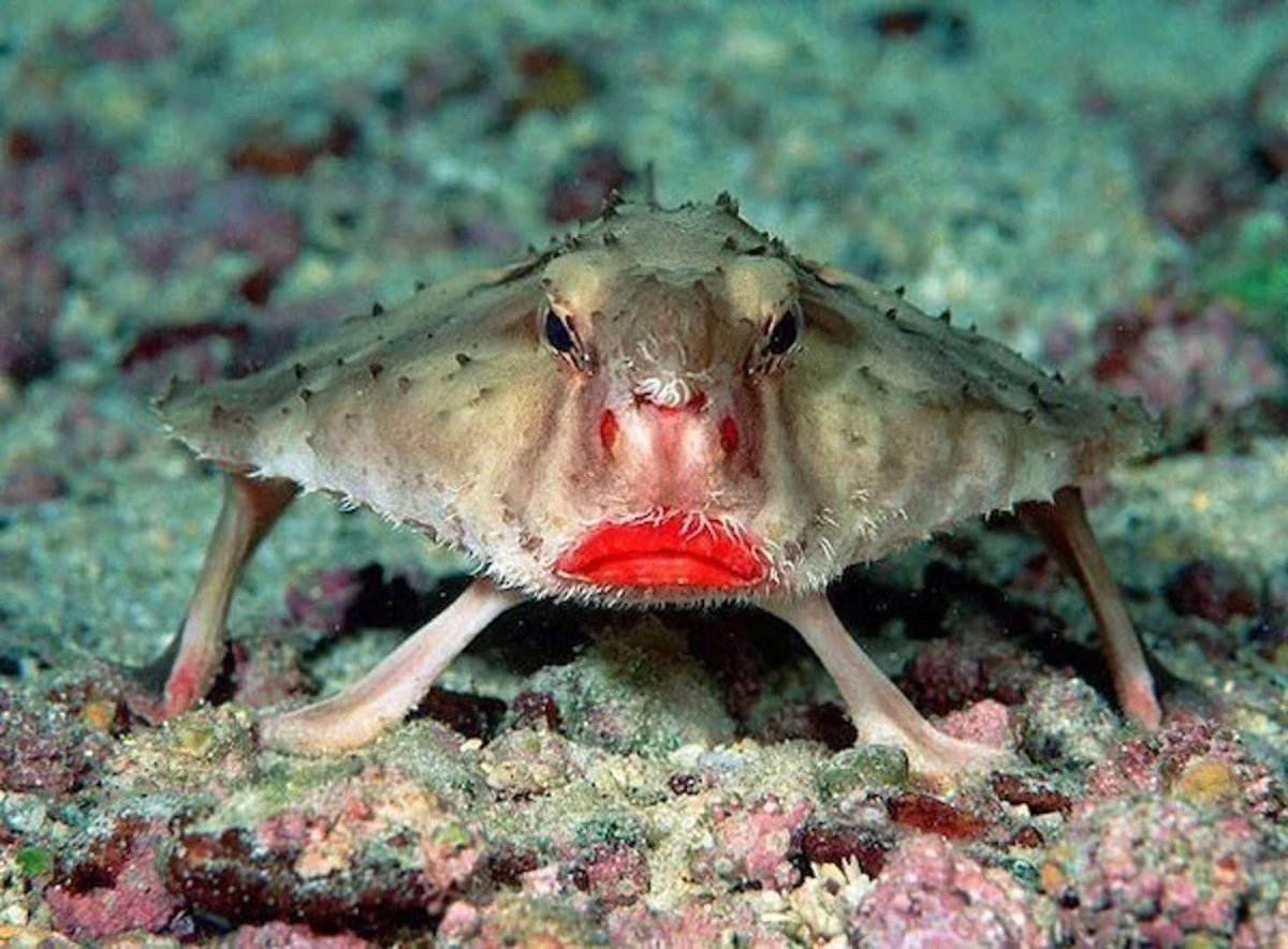 batfish.jpg