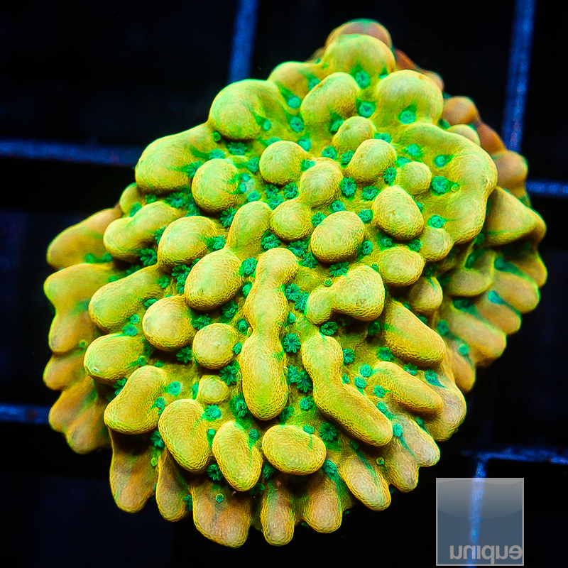 Beach Bum Montipora 119 75.JPG