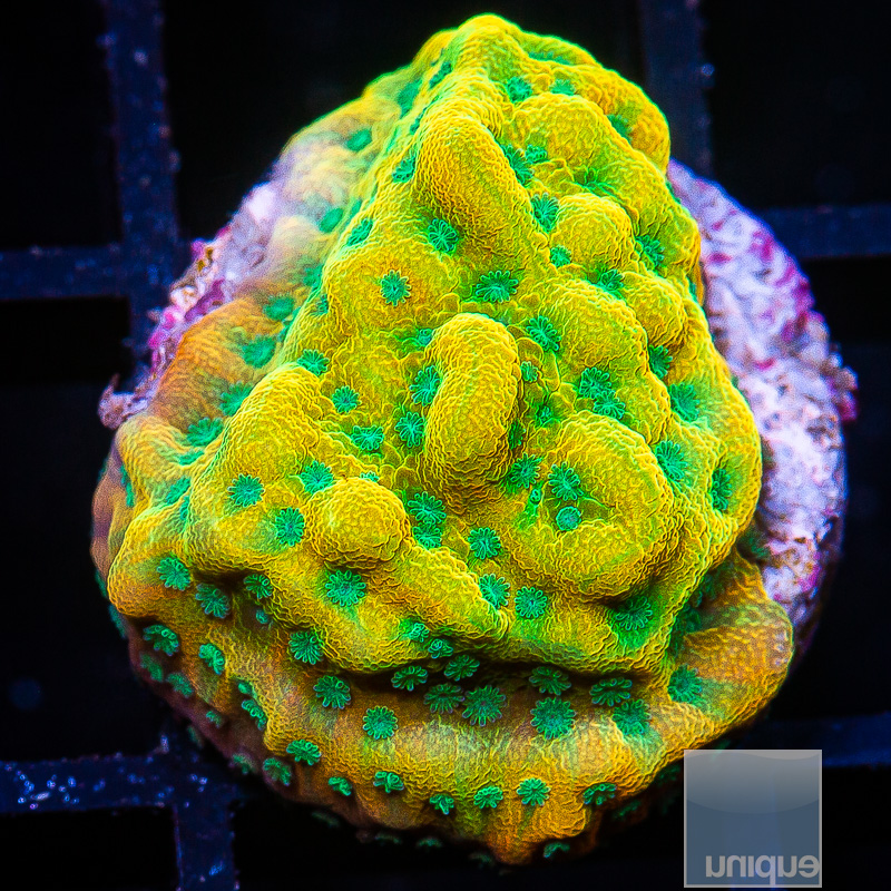 Beach Bum Montipora 119 75.JPG