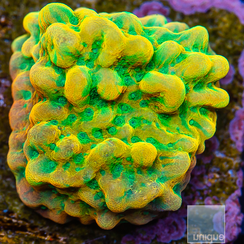 Beach Bum Montipora 119 88.JPG