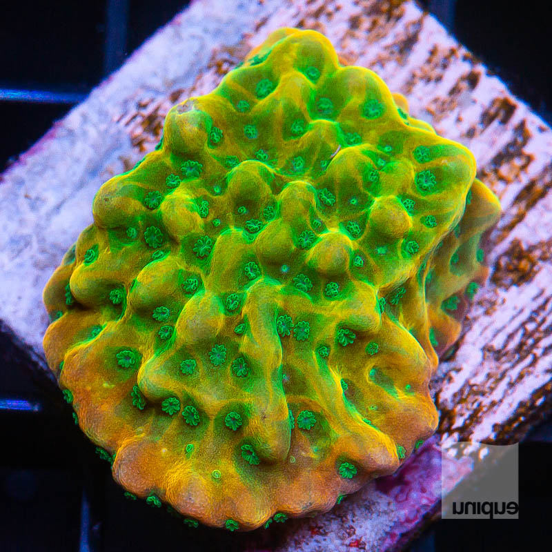 Beach Bum Montipora 119 89.jpg