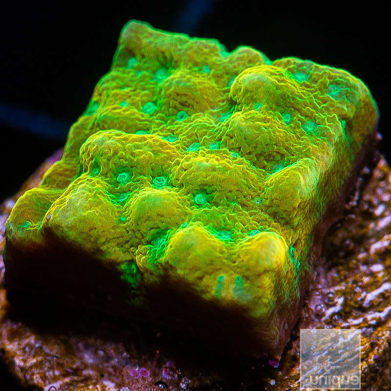 Beach Bum Montipora 59 26.JPG