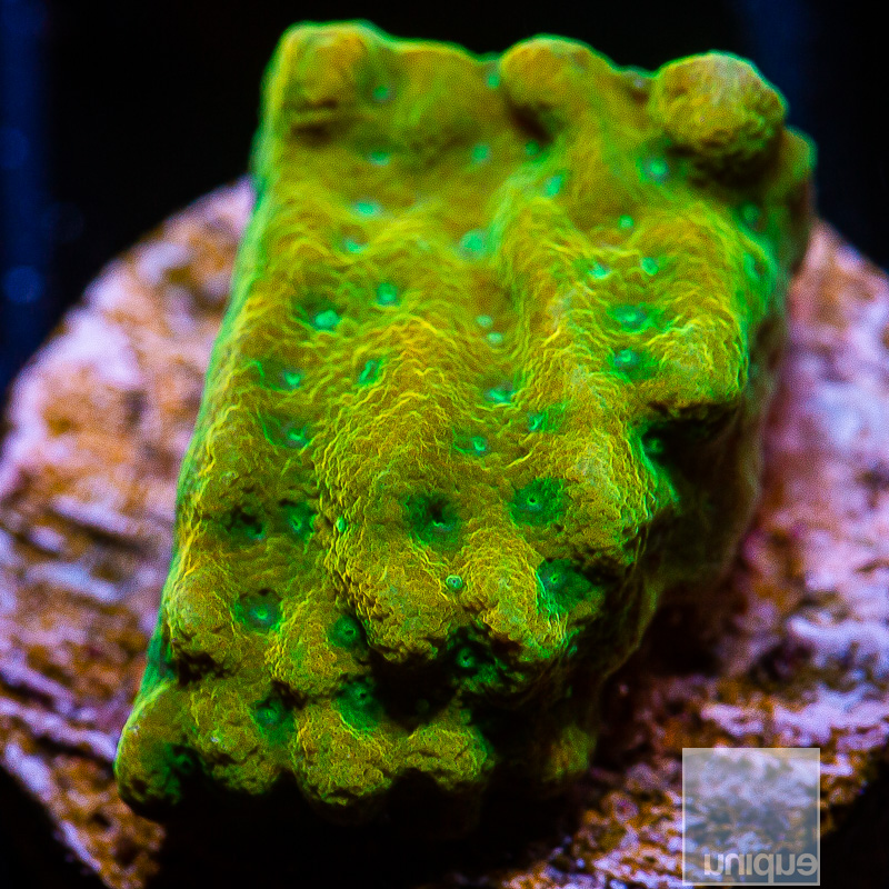 Beach Bum Montipora 79 46.JPG