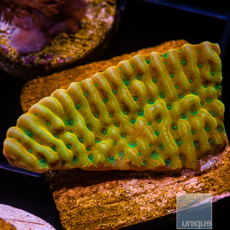 Beach Bum Montipora chunk 79 36.JPG