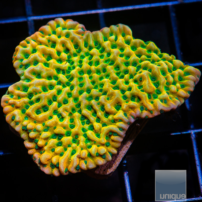 Beach Bum Montipora Growout 159 96.JPG