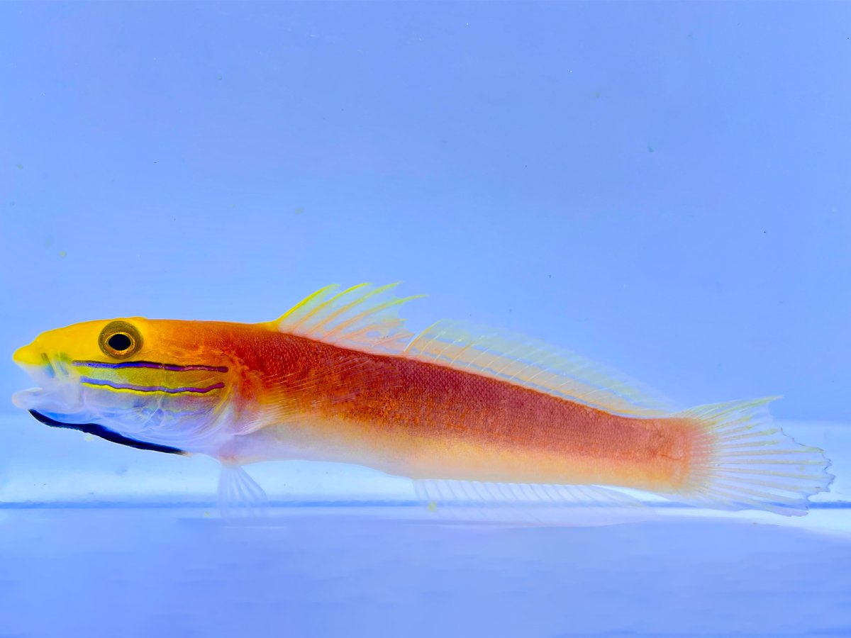 Bella Goby.jpg