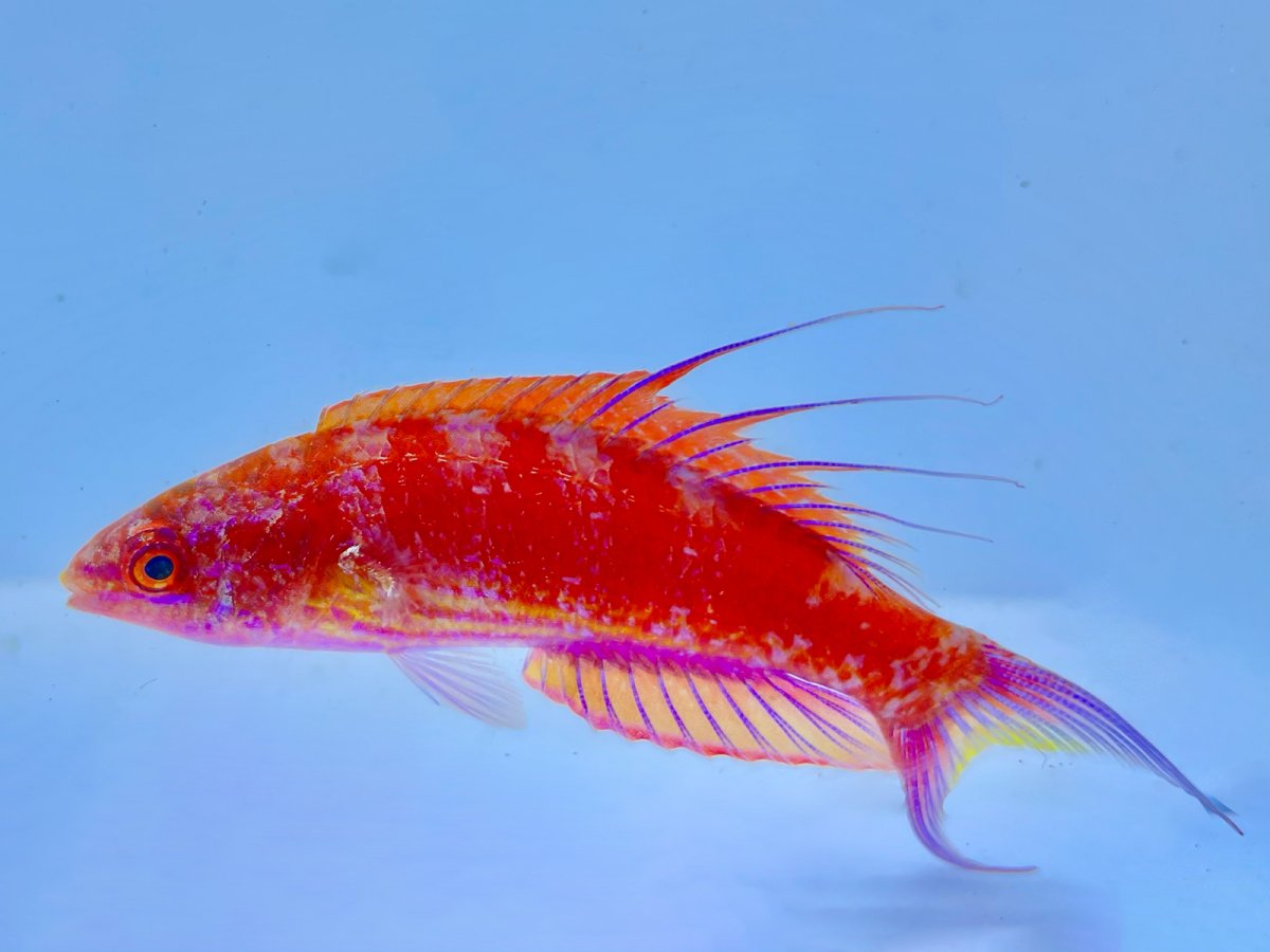 Bell's Wrasse 1_3.jpg