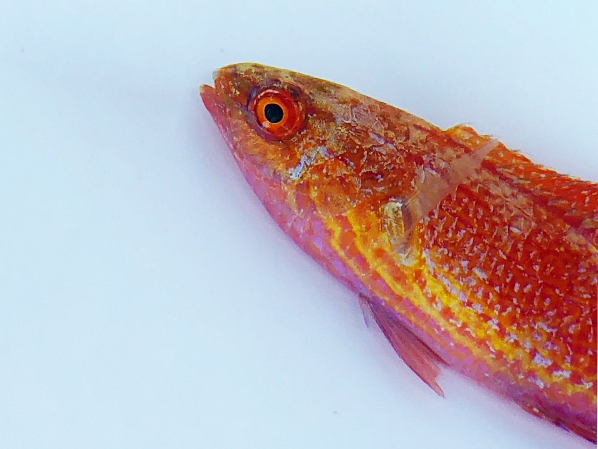 Bells Wrasse 3.jpg