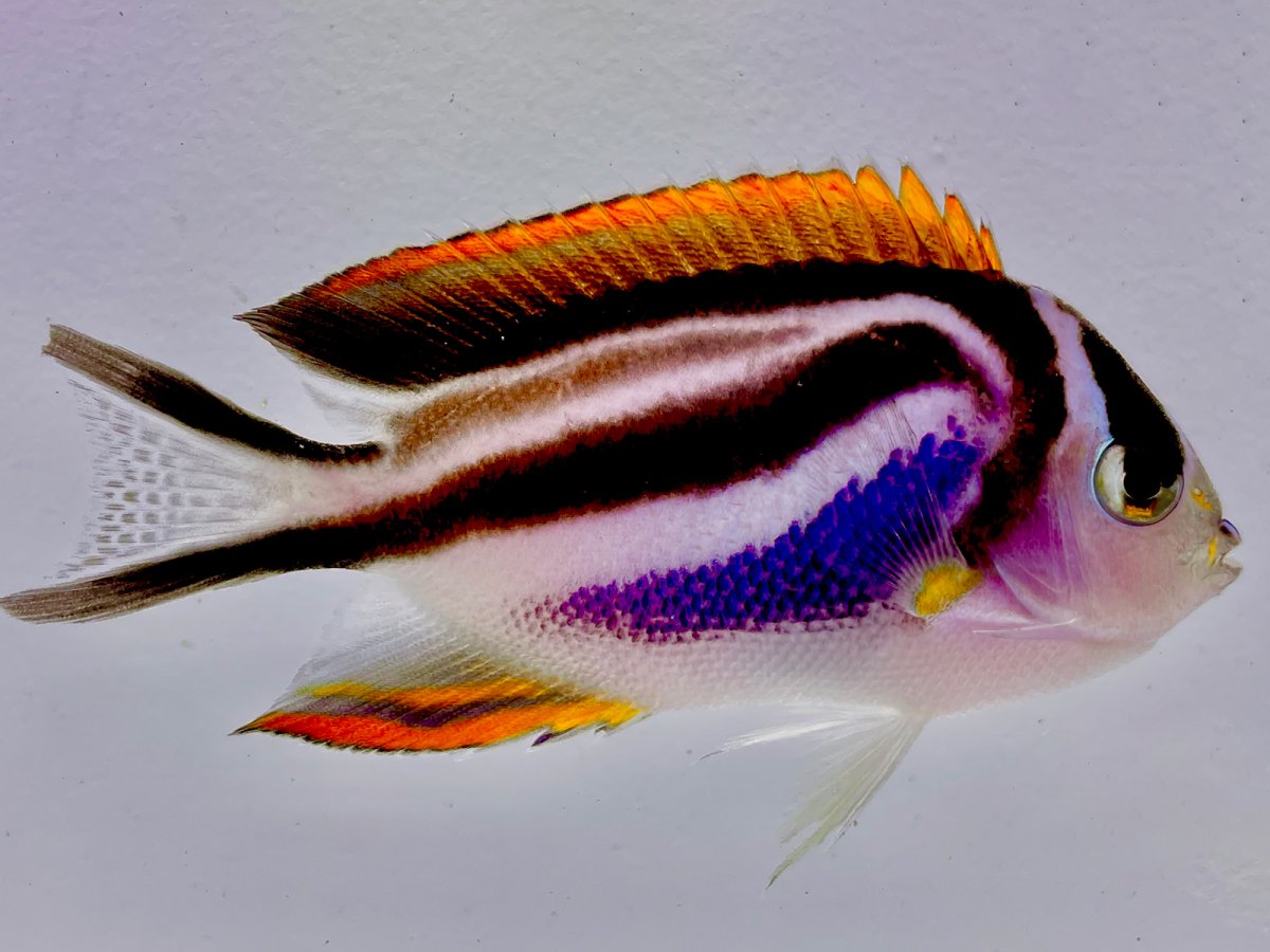 Bellus Angelfish.jpg