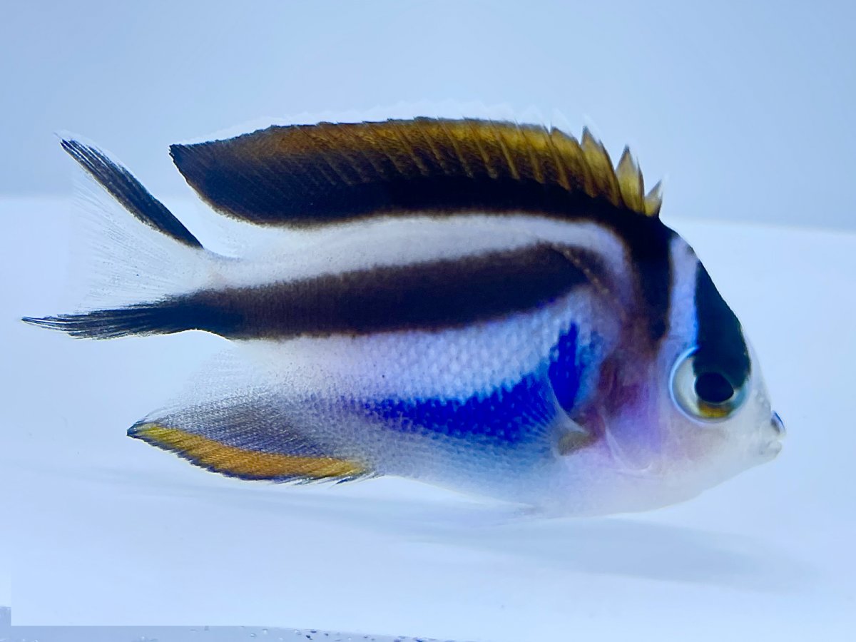 Bellus Angelfish Small.jpg