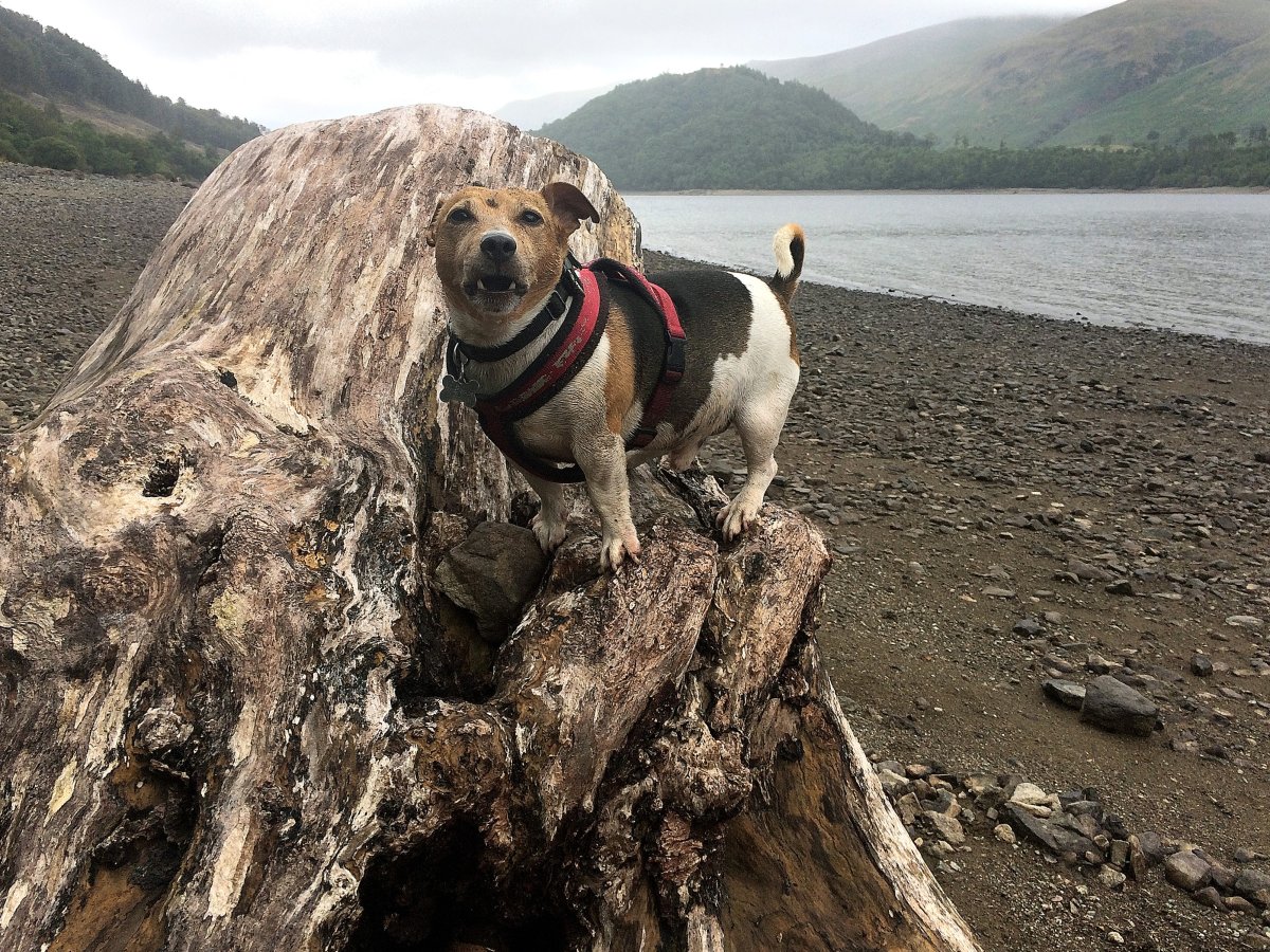 benji0821thirlmere.jpg