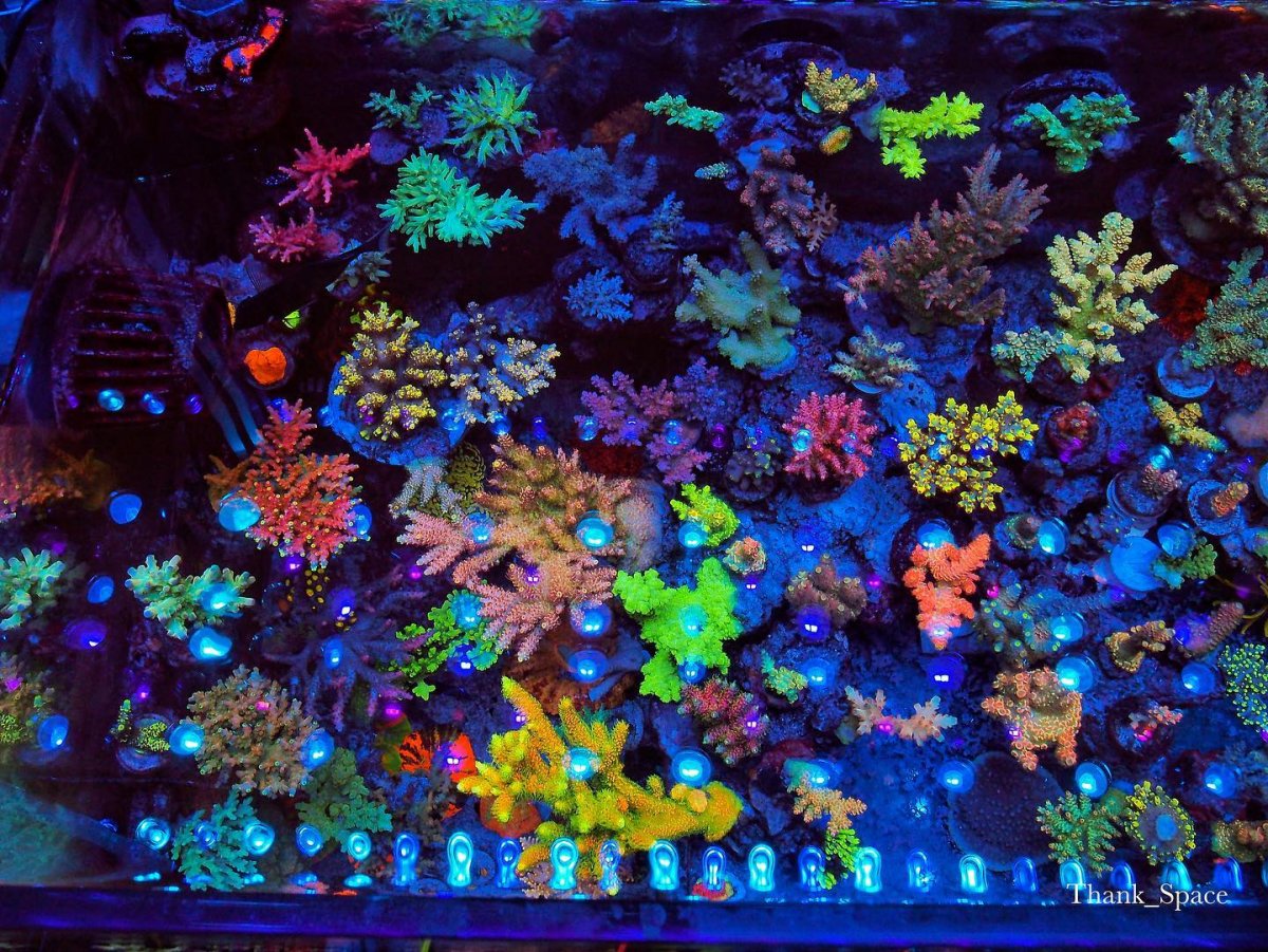 best-reef-coral-color-pop-orphek-led.jpg