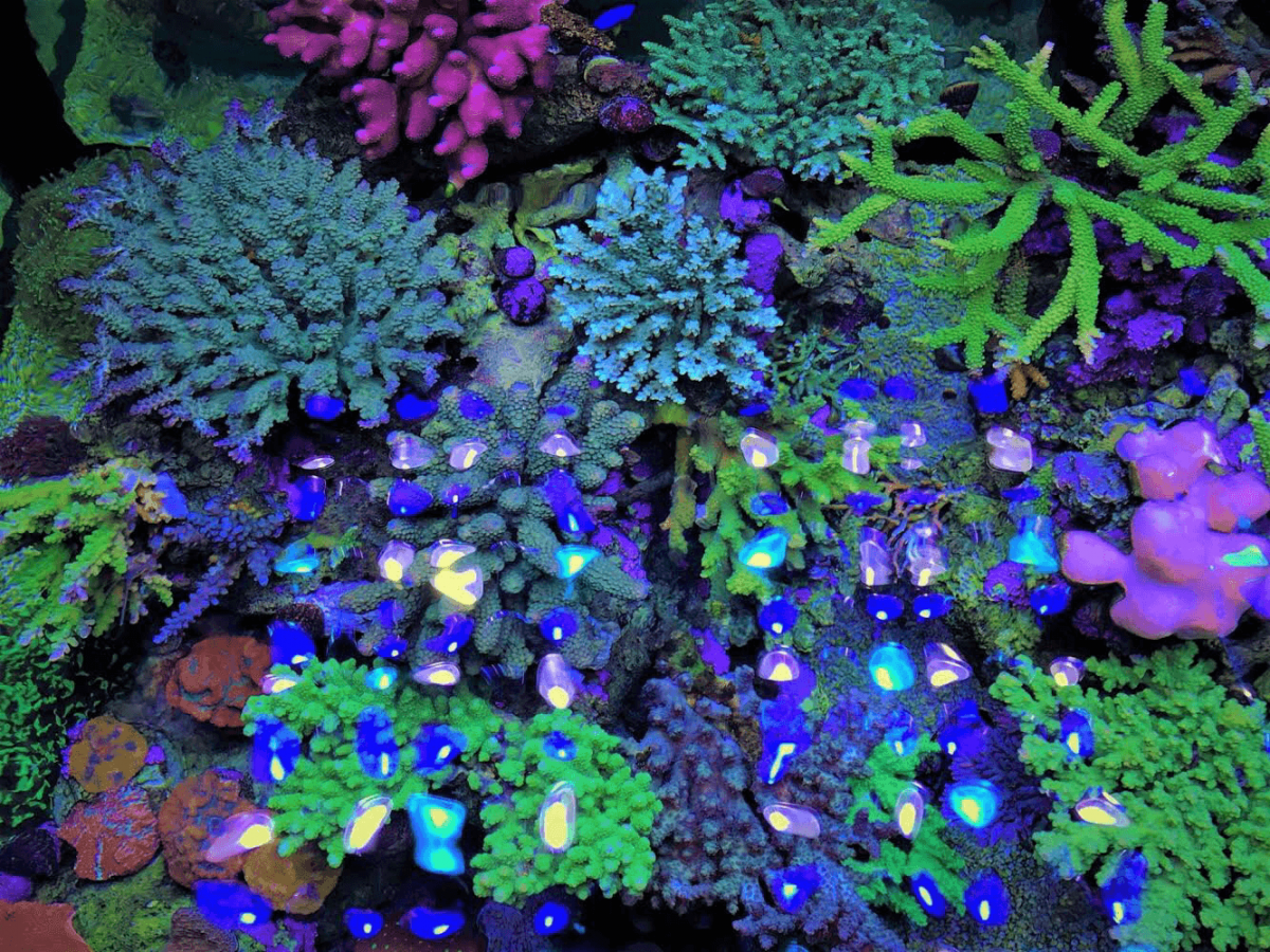 Best_aquarium_LED_lighting.png