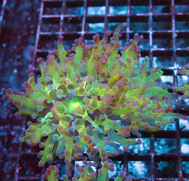 Bi-Color Frogspawn 4.18.24.png