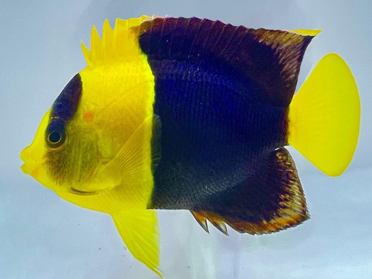 Bicolor angelfish.jpg