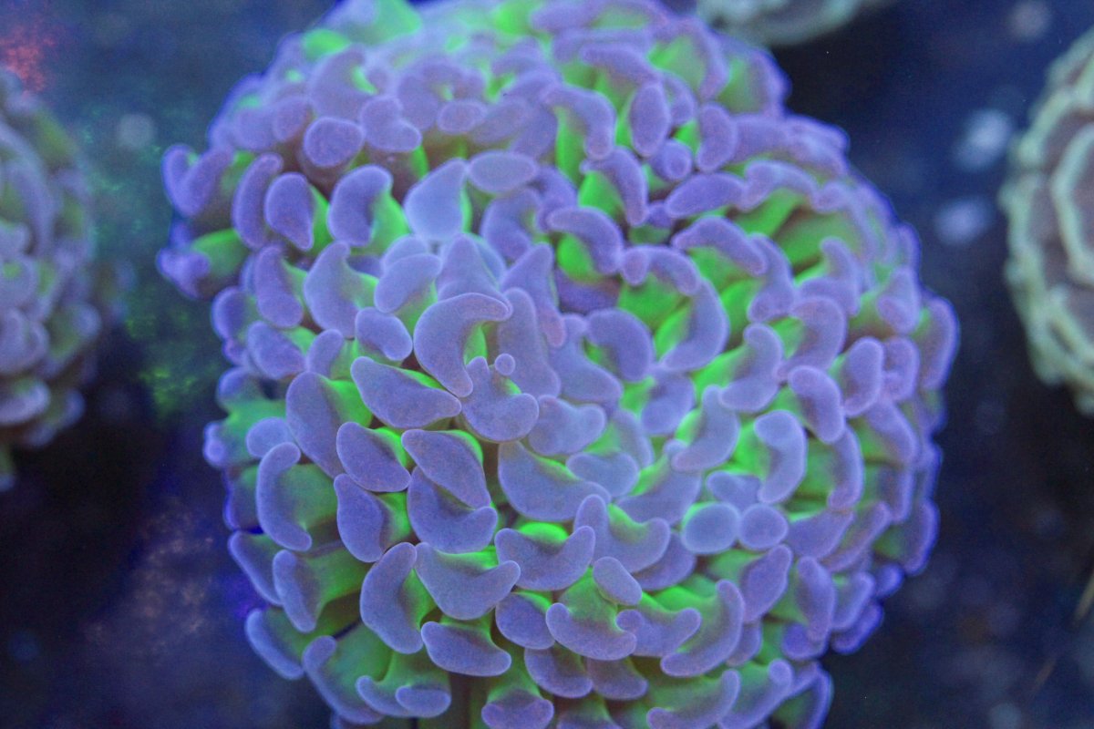 BICOLOR HAMMER PURPLE TIP GREEN.jpg