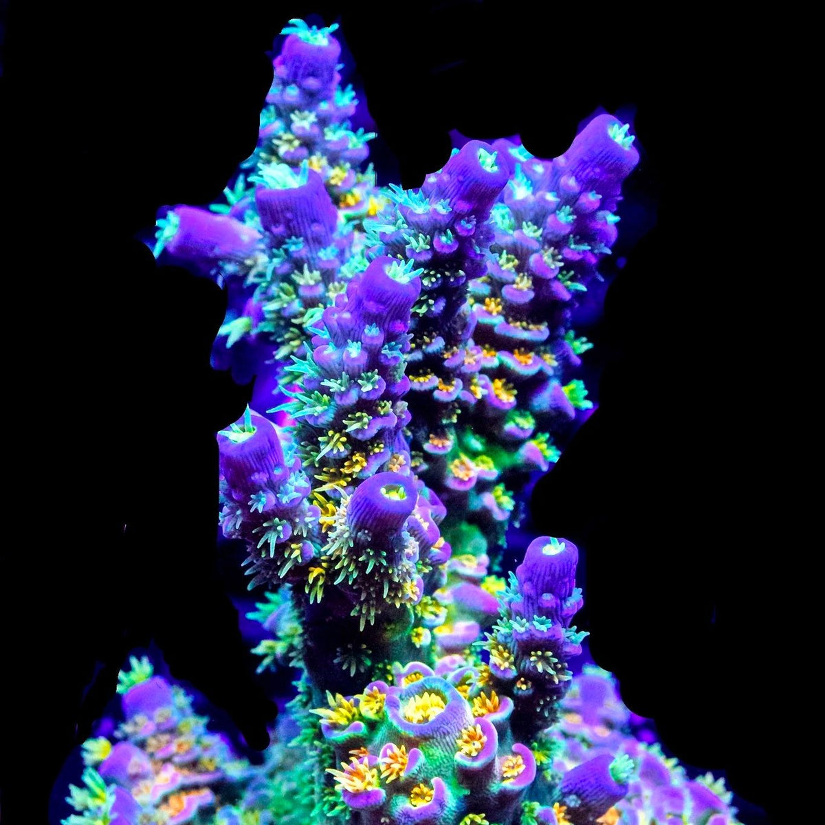 big-r-corals-walt-disney-acro_1200x1200.jpg