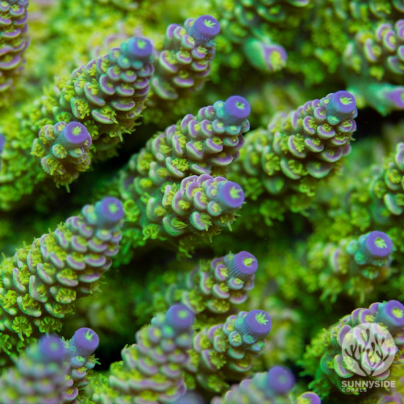 Big-R-Walt-Dinsey-Acropora.jpg