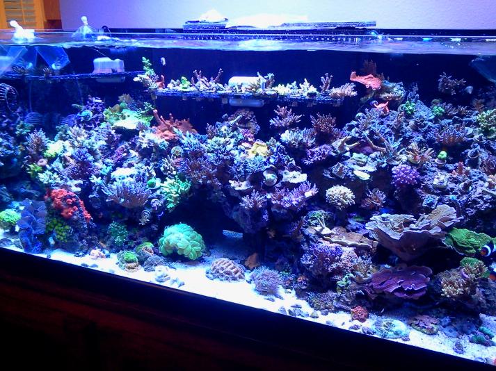 bill's reef.jpg