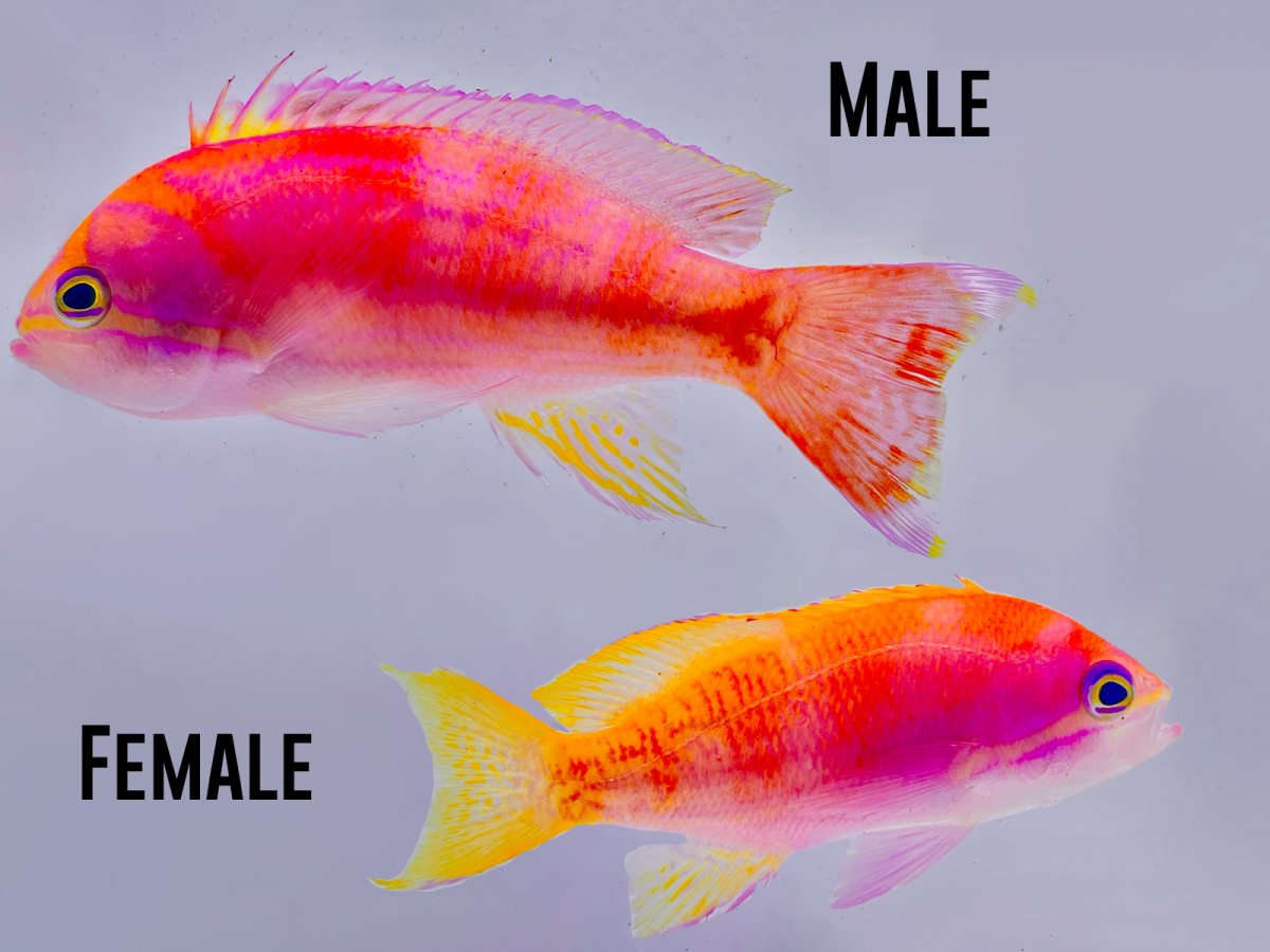 Bimac Anthias.jpg