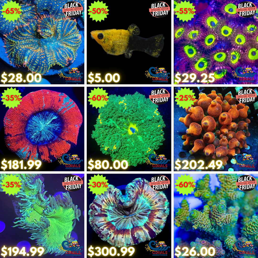 BLACK FRIDAY REEF2REEF (1).png