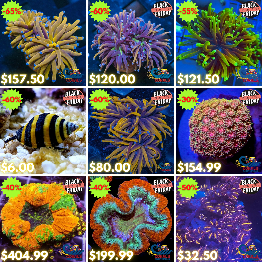 BLACK FRIDAY REEF2REEF (2).png