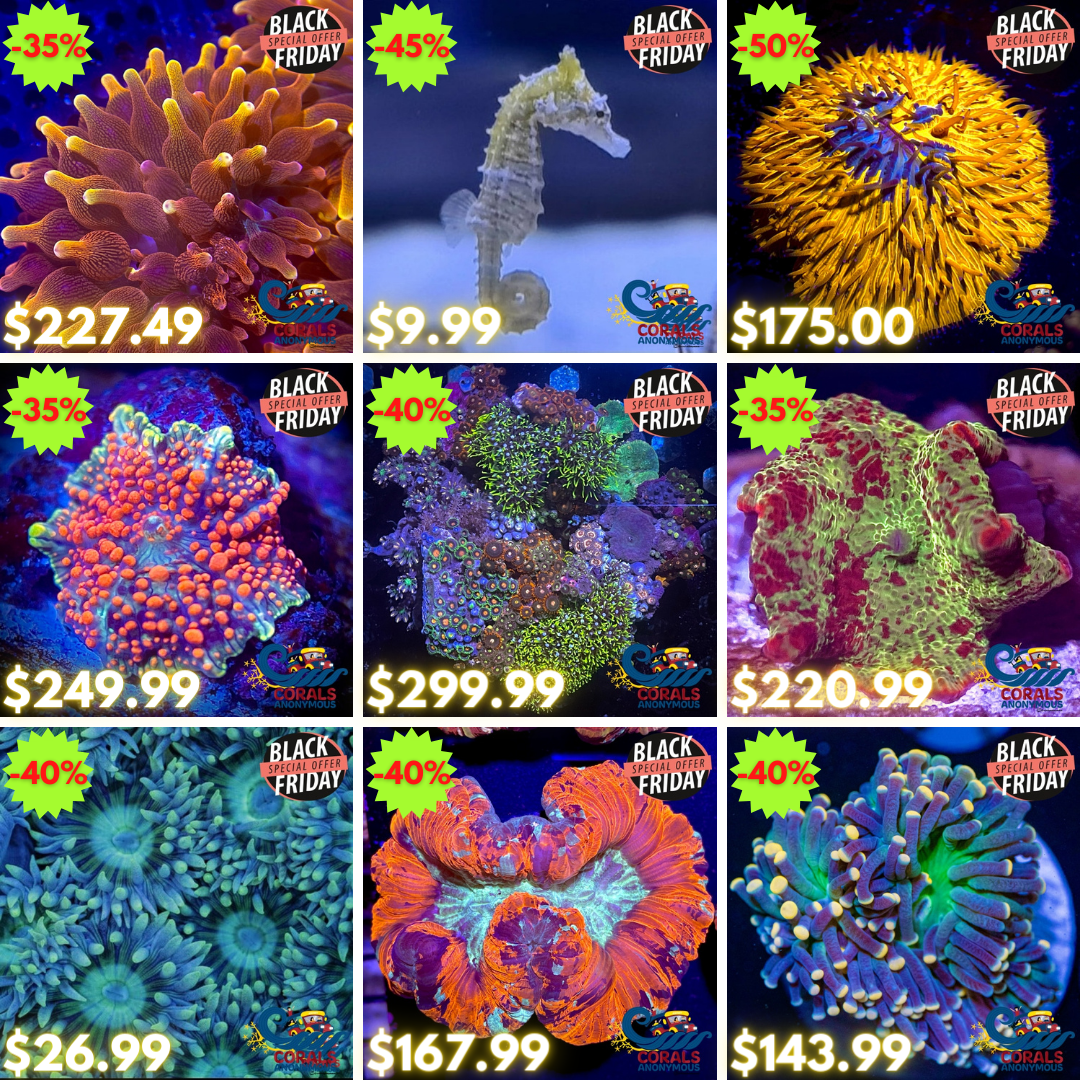 BLACK FRIDAY REEF2REEF (4).png