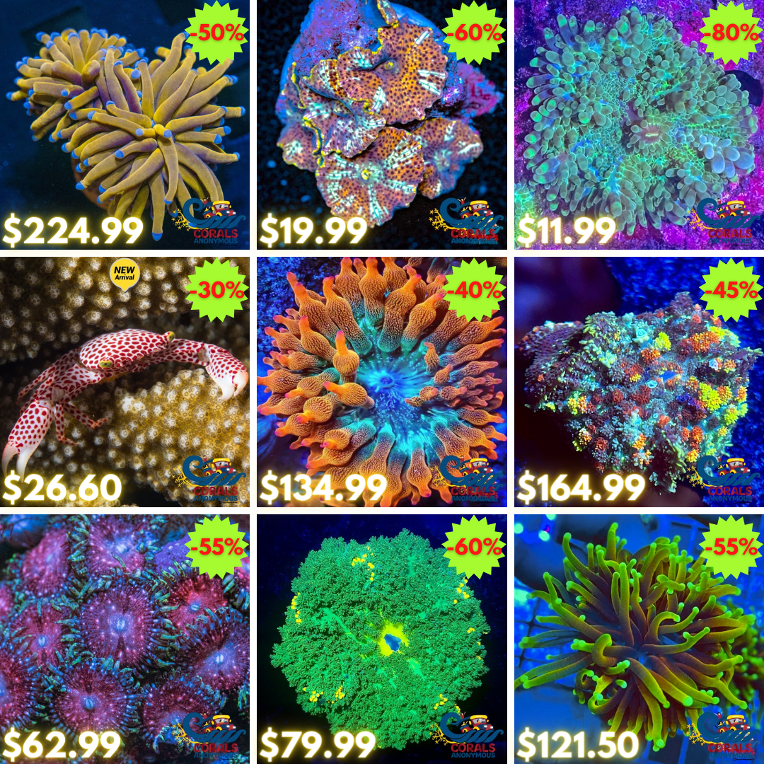 BLACK FRIDAY REEF2REEF.png