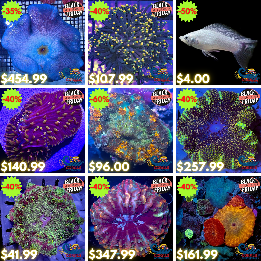 BLACK FRIDAY REEF2REEF.png