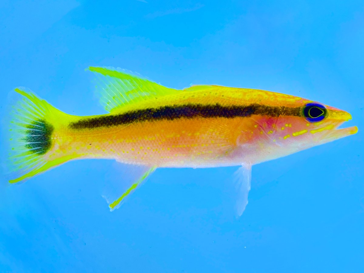 Black Strip Basslet .jpg