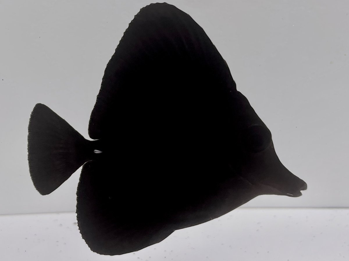 Black Tang 2.jpg