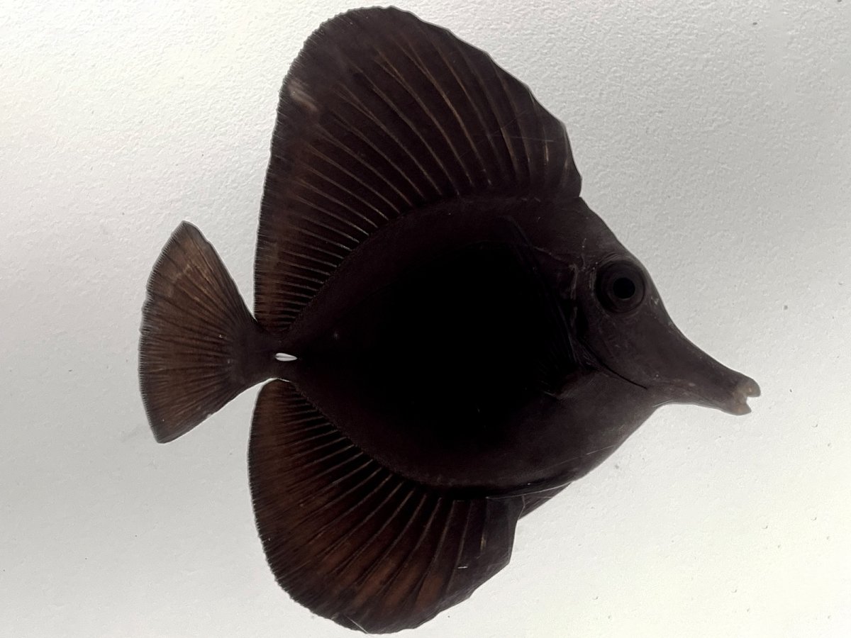 Black Tang 3.5.jpg