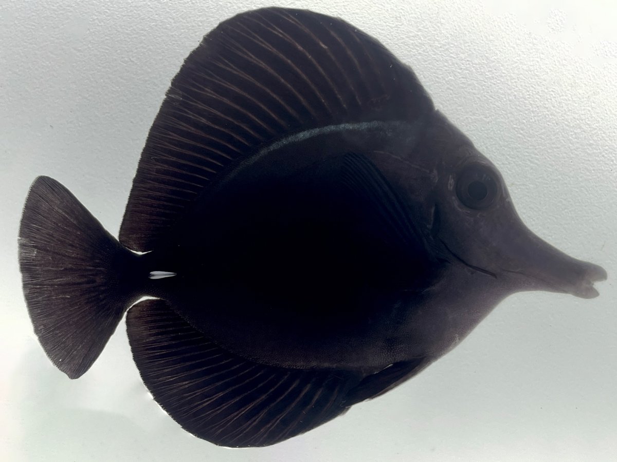 Black Tang 4.jpg