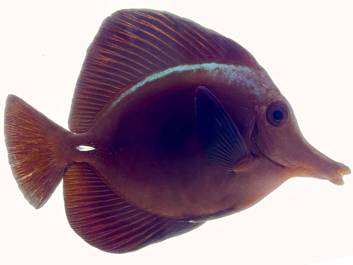 Black Tang 5%22 11.23 .jpg