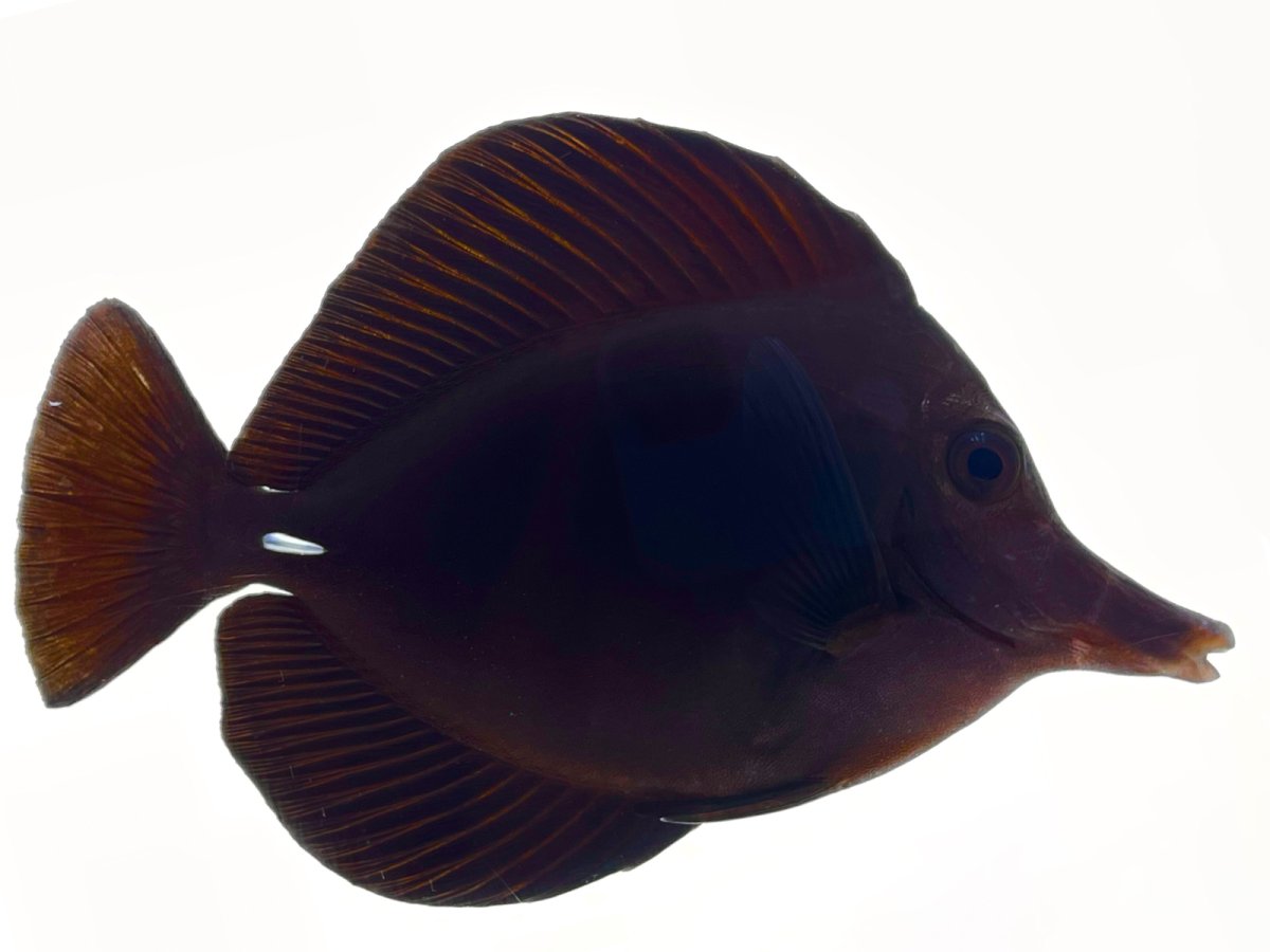 Black Tang 6.jpg