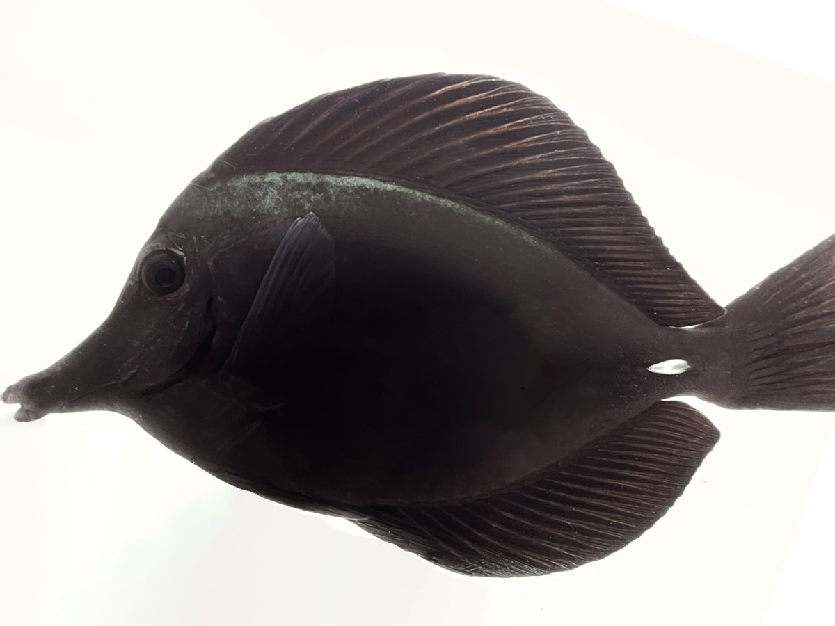 Black Tang 8%22 11.jpg