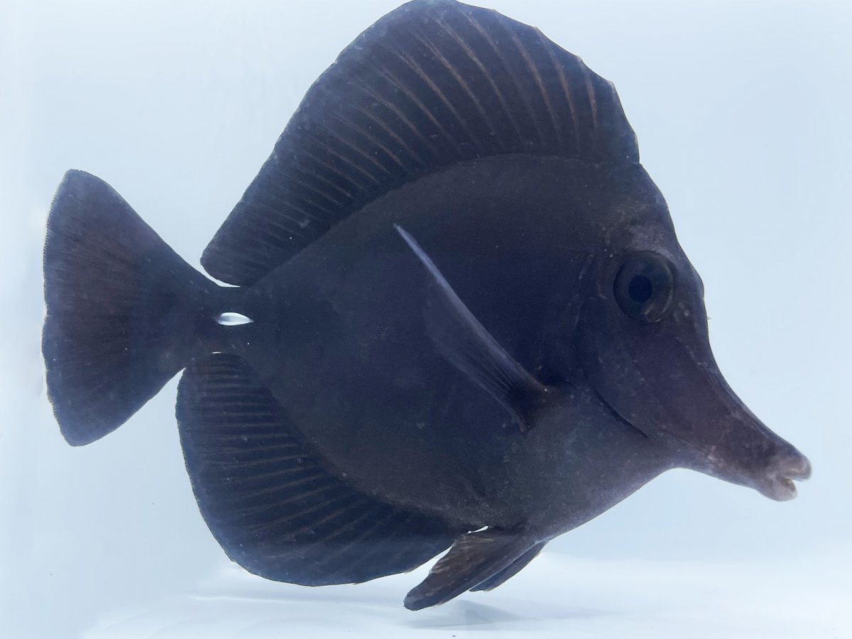 Black Tang.jpg