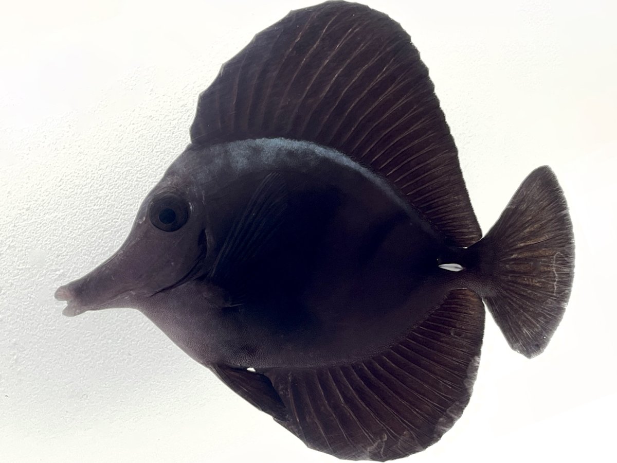 Black Tang .jpg