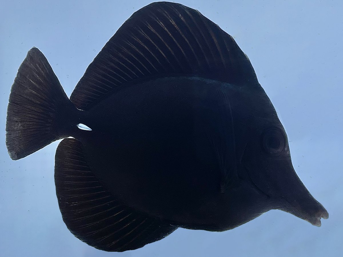 Black Tang MED.jpg