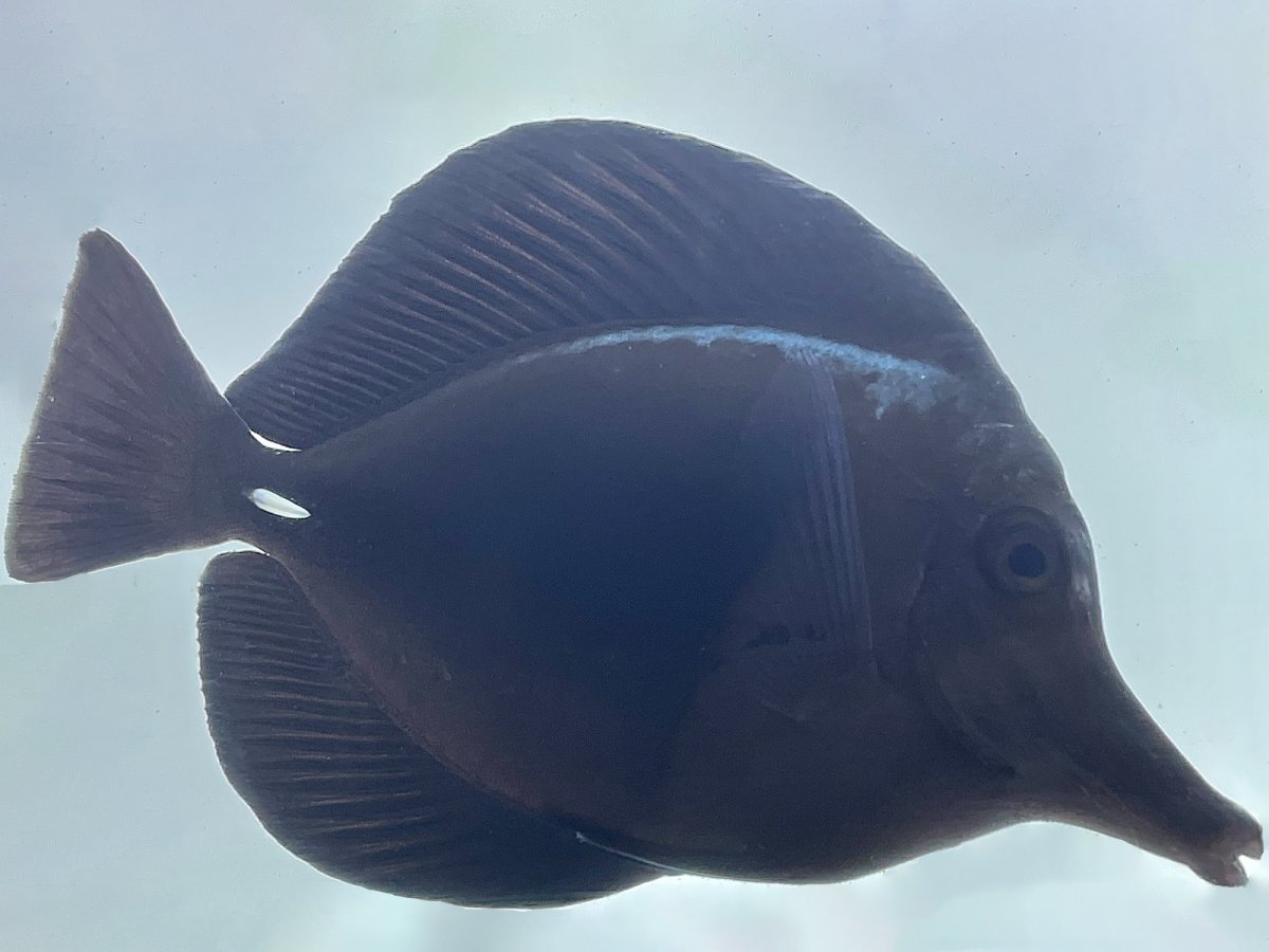 Black Tang Show.jpg