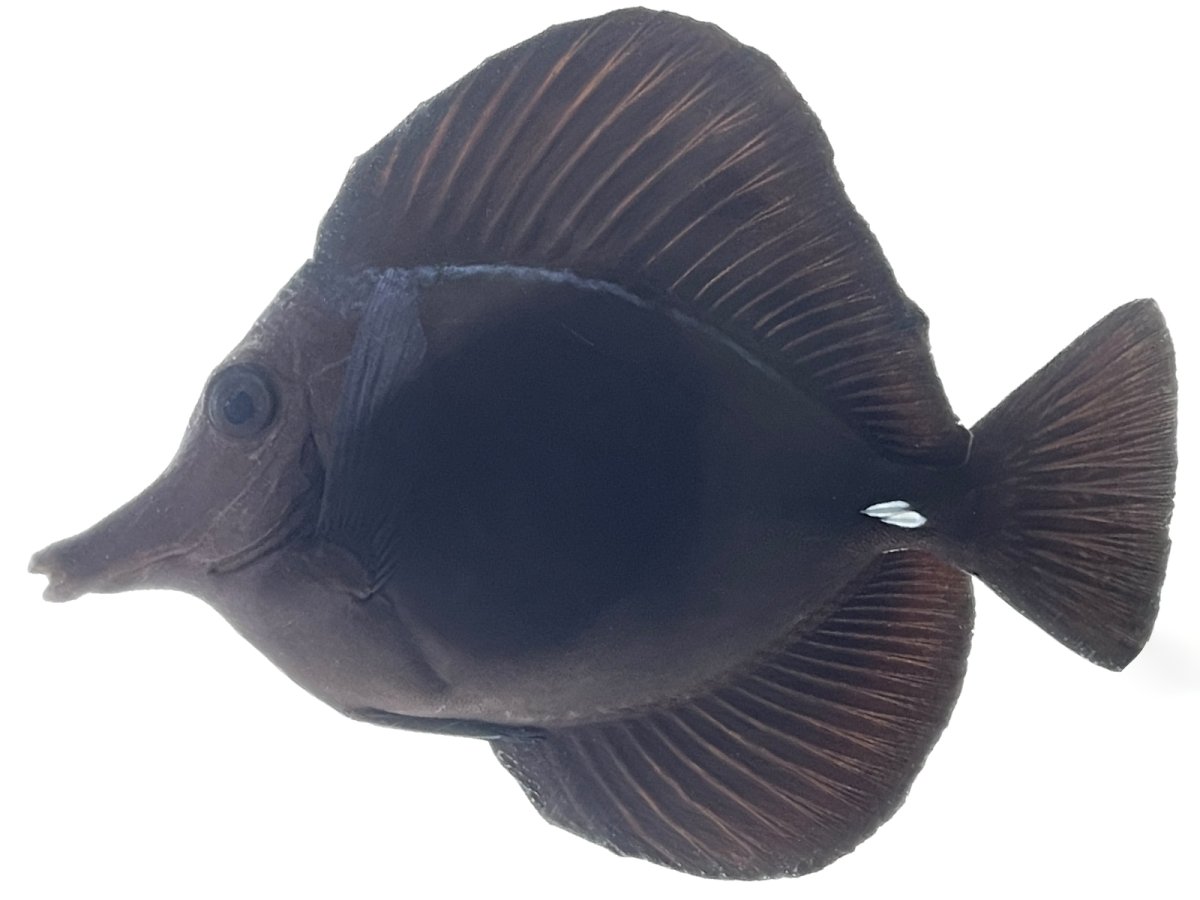 Black Tanng 5.jpg