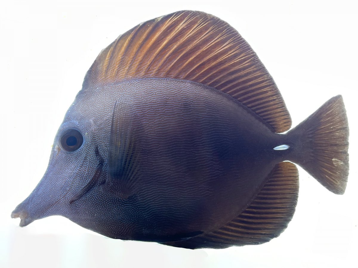 Black X Scopas Hybrid.jpg