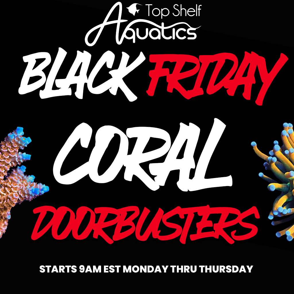 BlackFriday_CORAL.jpg