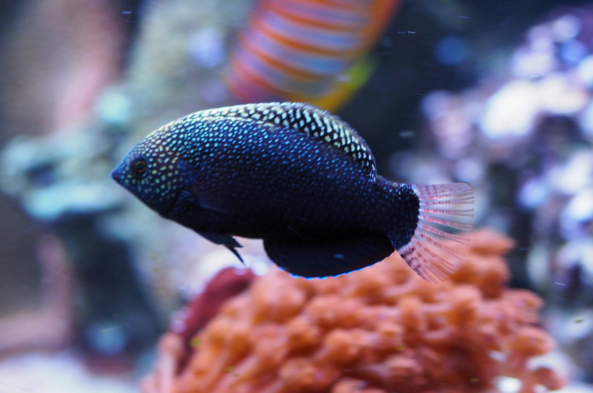 BlackLeopardWrasse2019041801.jpg