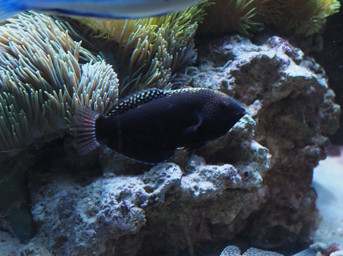 BlackLeopardWrasse2019052601.jpg