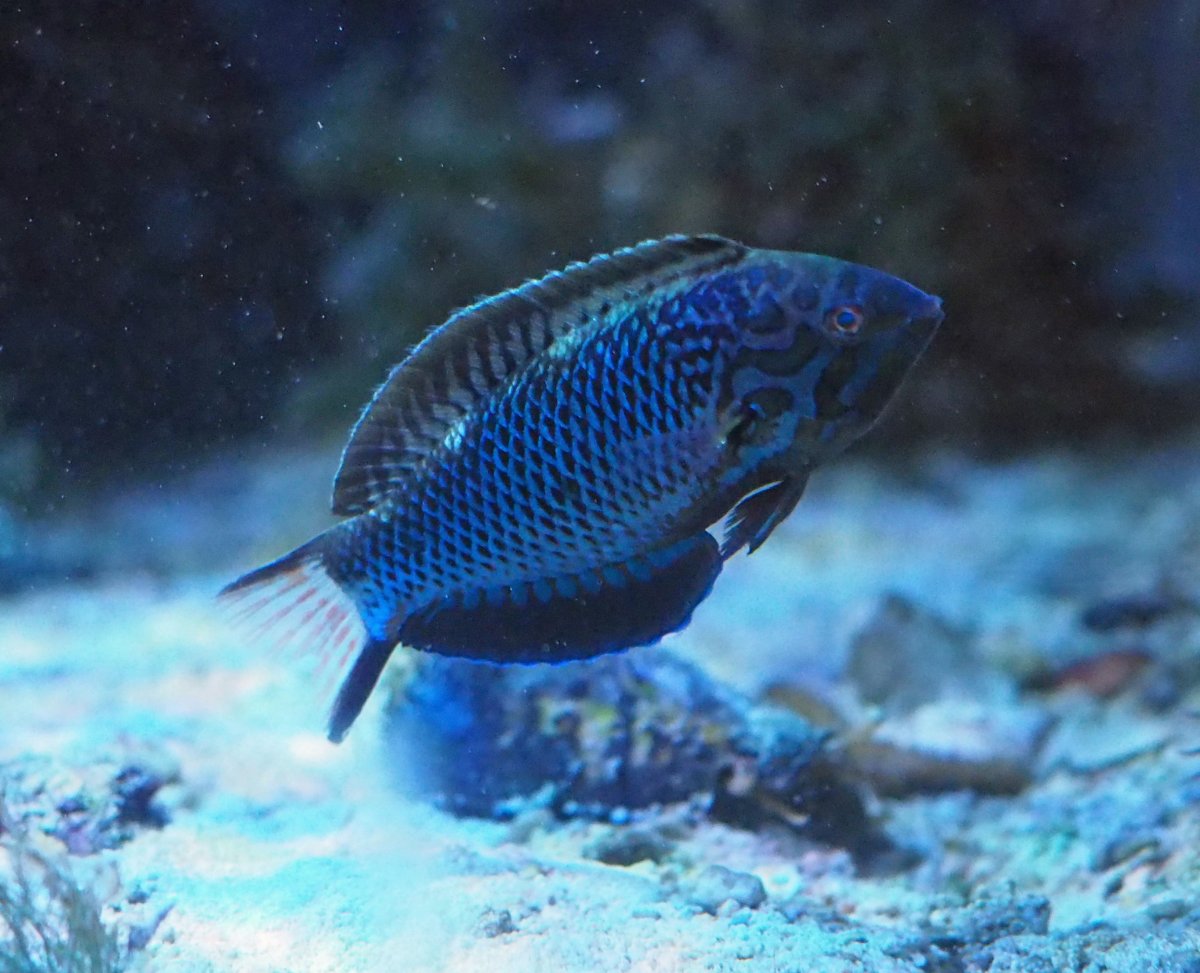 BlackLeopardWrasse2019070909Male.jpg