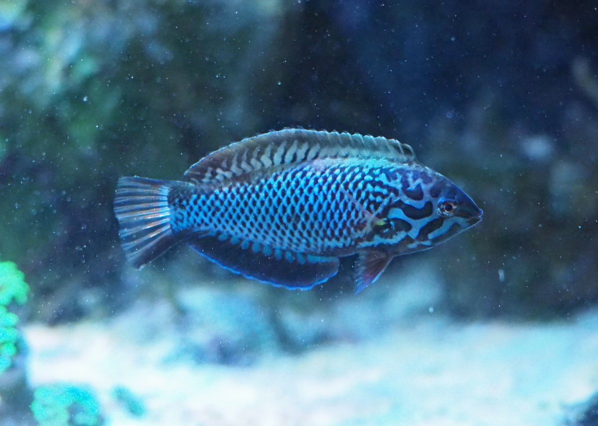 BlackLeopardWrasse2019070910Male.jpg