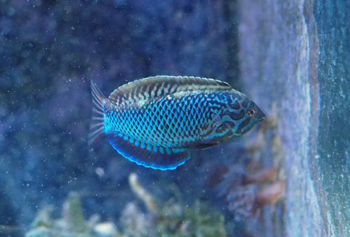 BlackLeopardWrasse201907091908Male.jpg